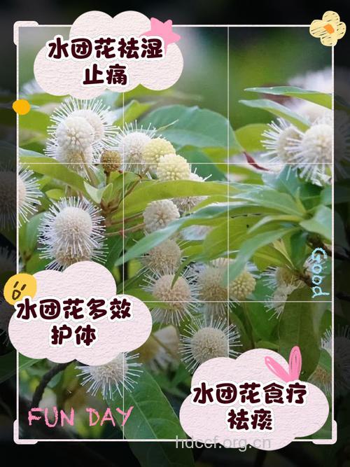 团花的功效与作用