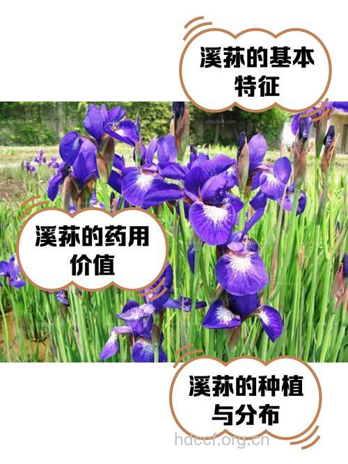 溪荪的功效与作用