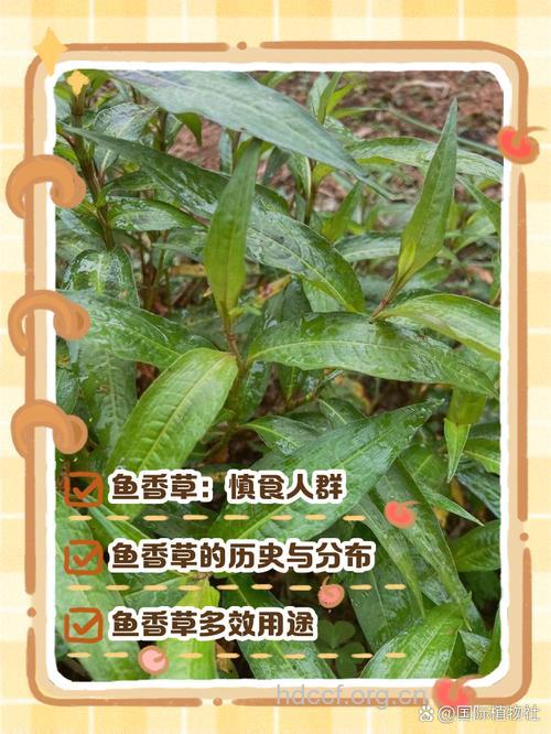 小鱼鲜草的功效与作用