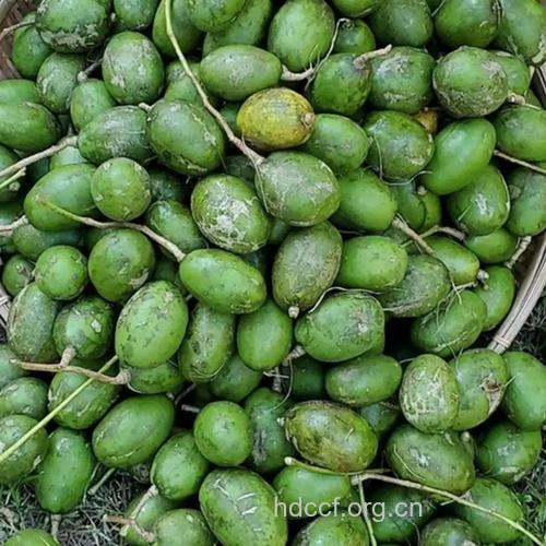 齐墩果的功效与作用