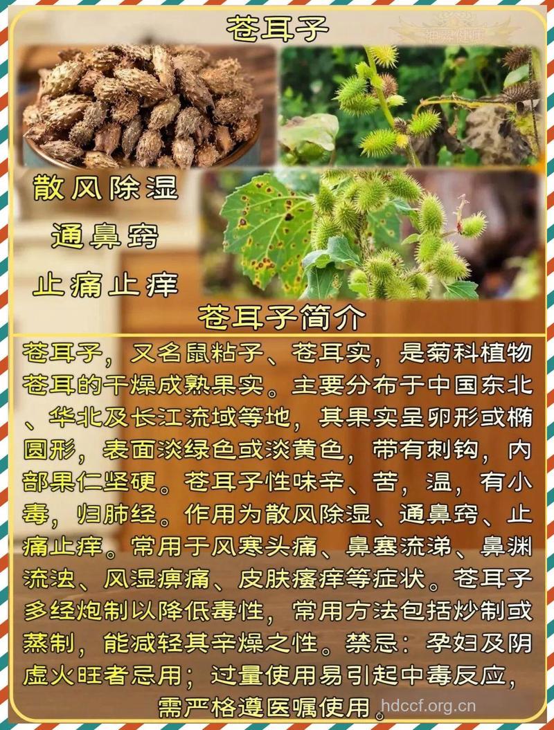 苍耳子有哪些药用价值