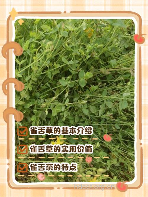 雀舌草的功效与作用