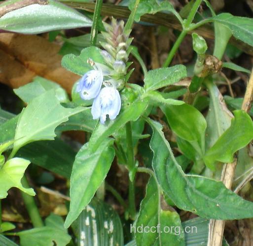 明萼草的功效与作用