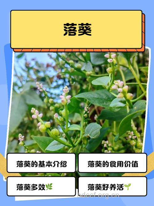 落葵花的功效与作用