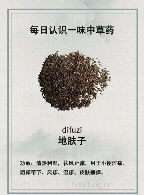 中药地肤子可治疗哪些疾病