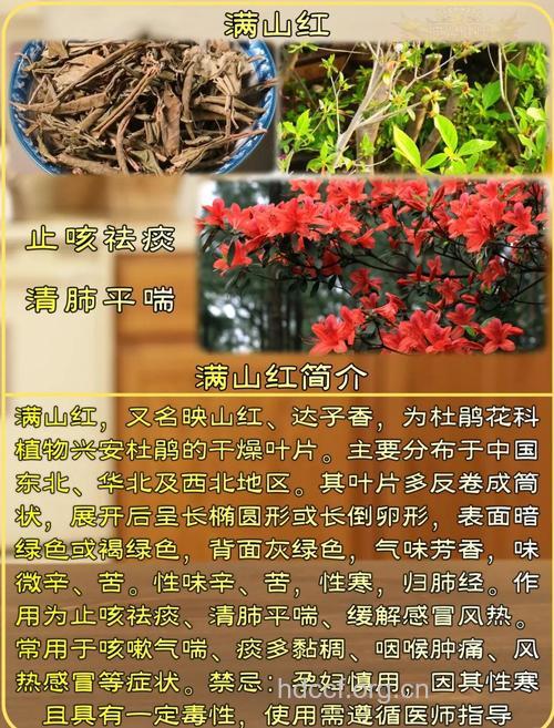 杜鹃花如何入药治疗疾病