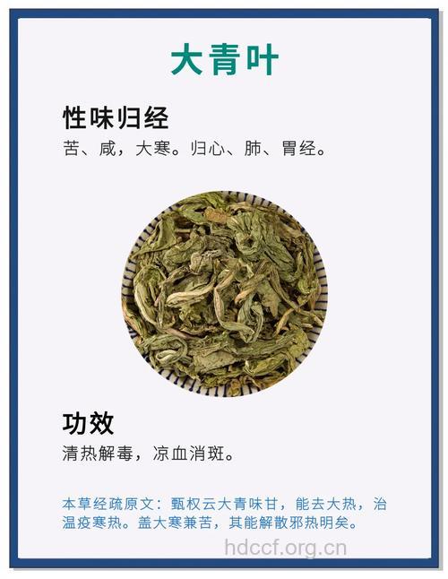 大青叶可治疗哪些疾病
