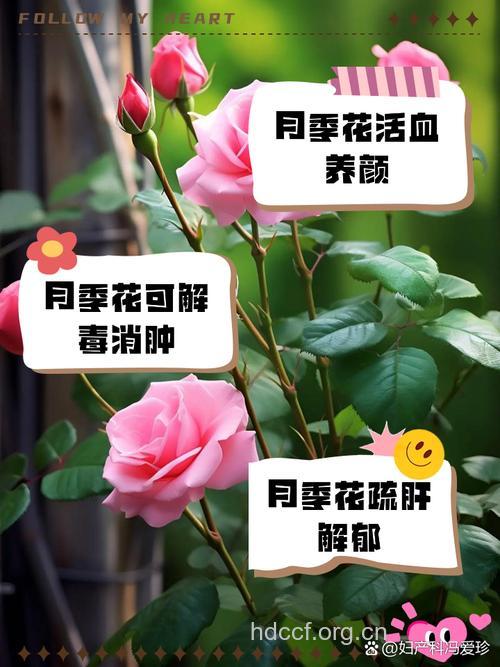 怎么用月季花治疗妇科病
