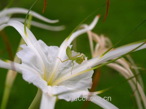 抗癌植物美登木的疗效