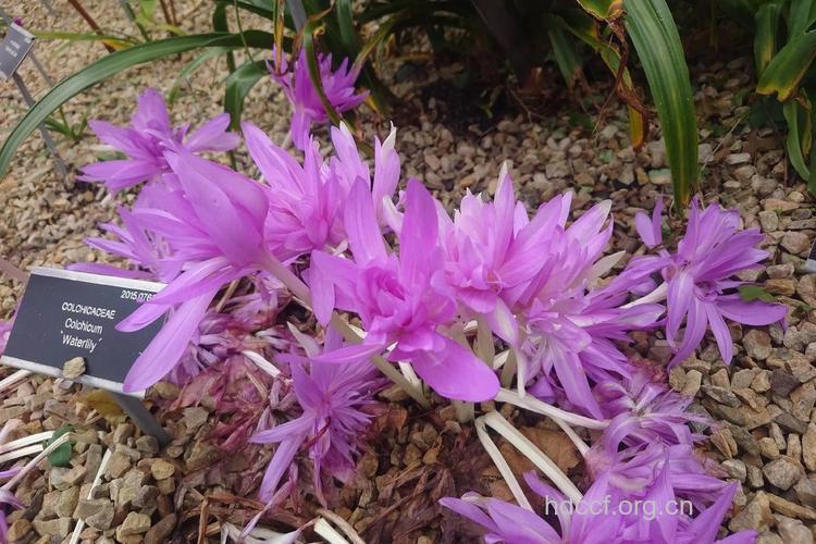 长春花仙人掌秋水仙 哪些常见植物能抗癌