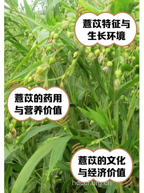 薏苡叶的功效与作用