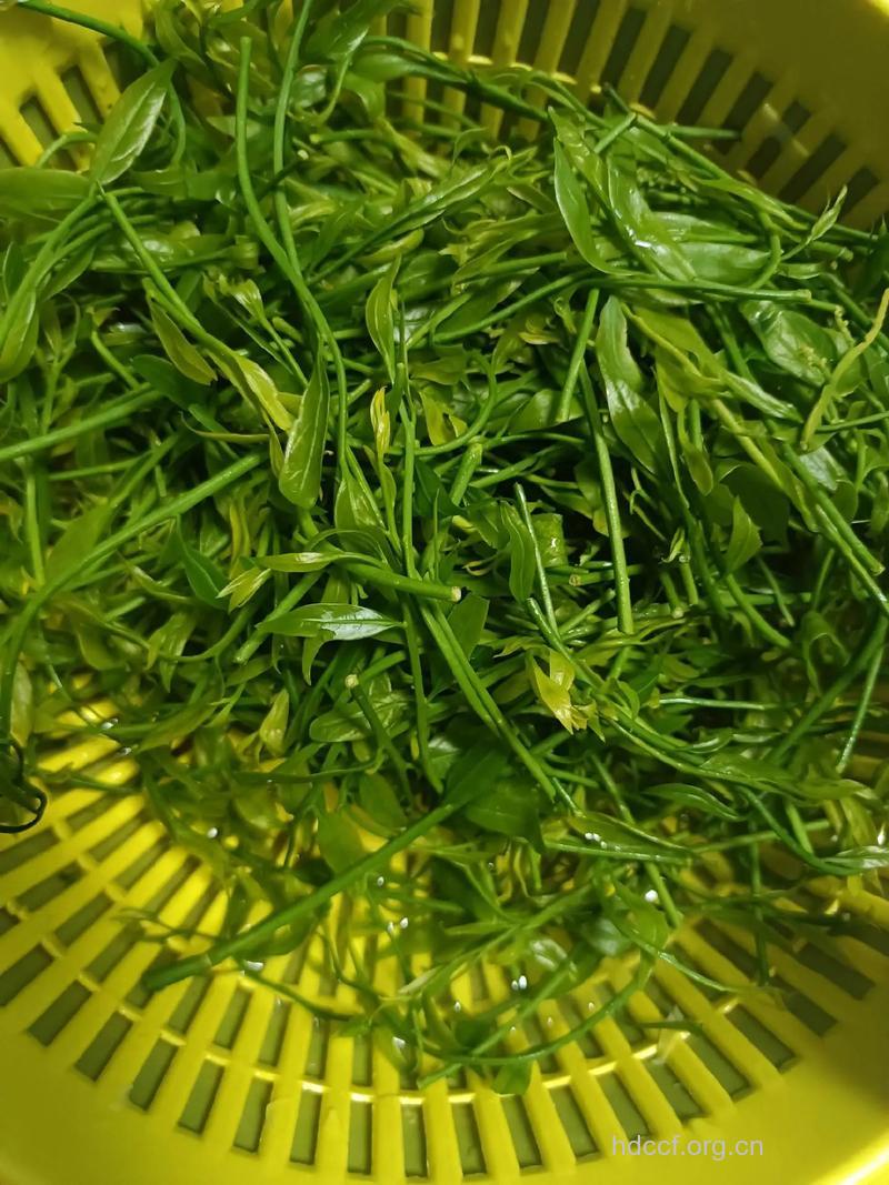 普贤菜的功效与作用