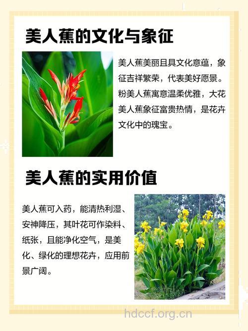 美人蕉花的功效与作用