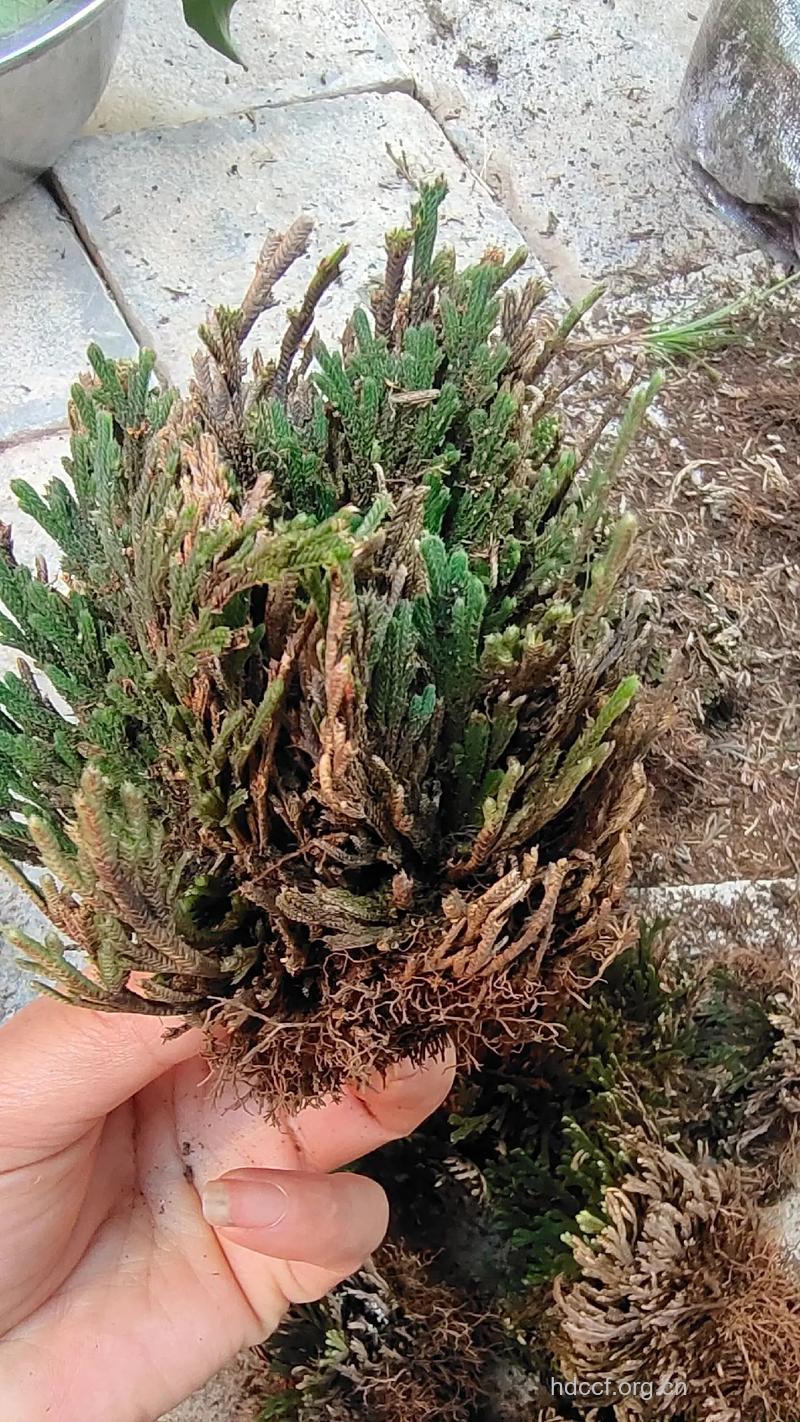 异穗卷柏的功效与作用