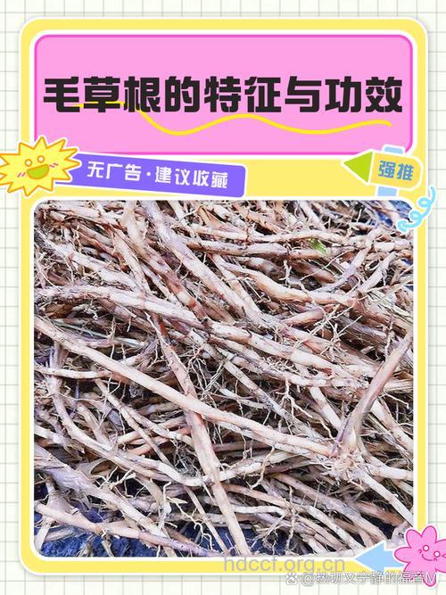 羊毛草根的功效与作用