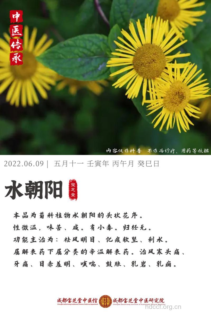 水朝阳的功效与作用