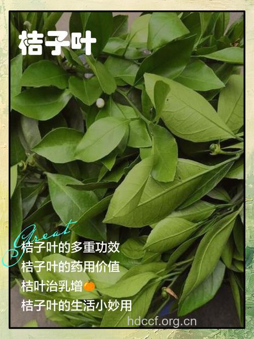 橘叶的功效与作用