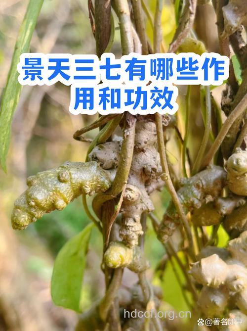 奶椎的功效与作用