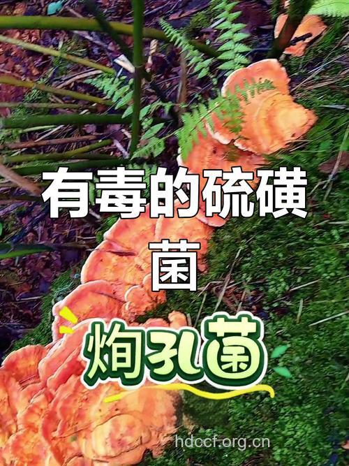 硫黄菌的功效与作用