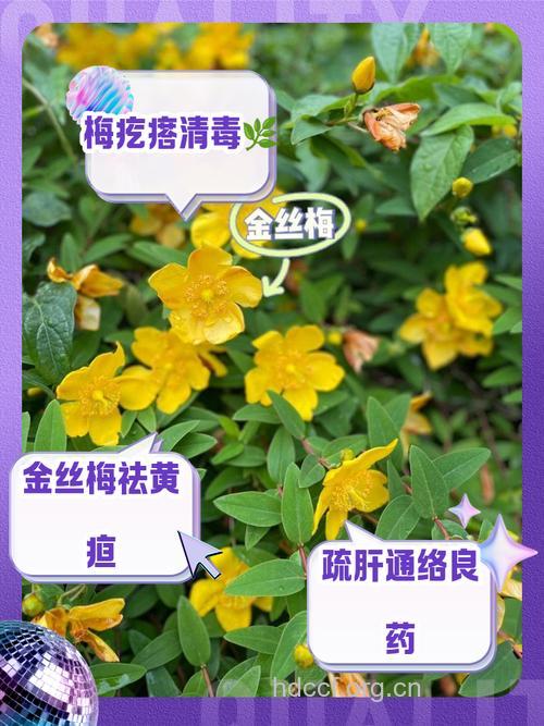 金丝梅的功效与作用