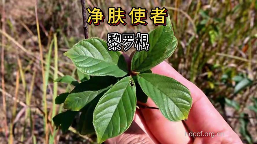 黎罗根的功效与作用