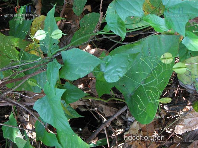 裂叶心翼果的功效与作用