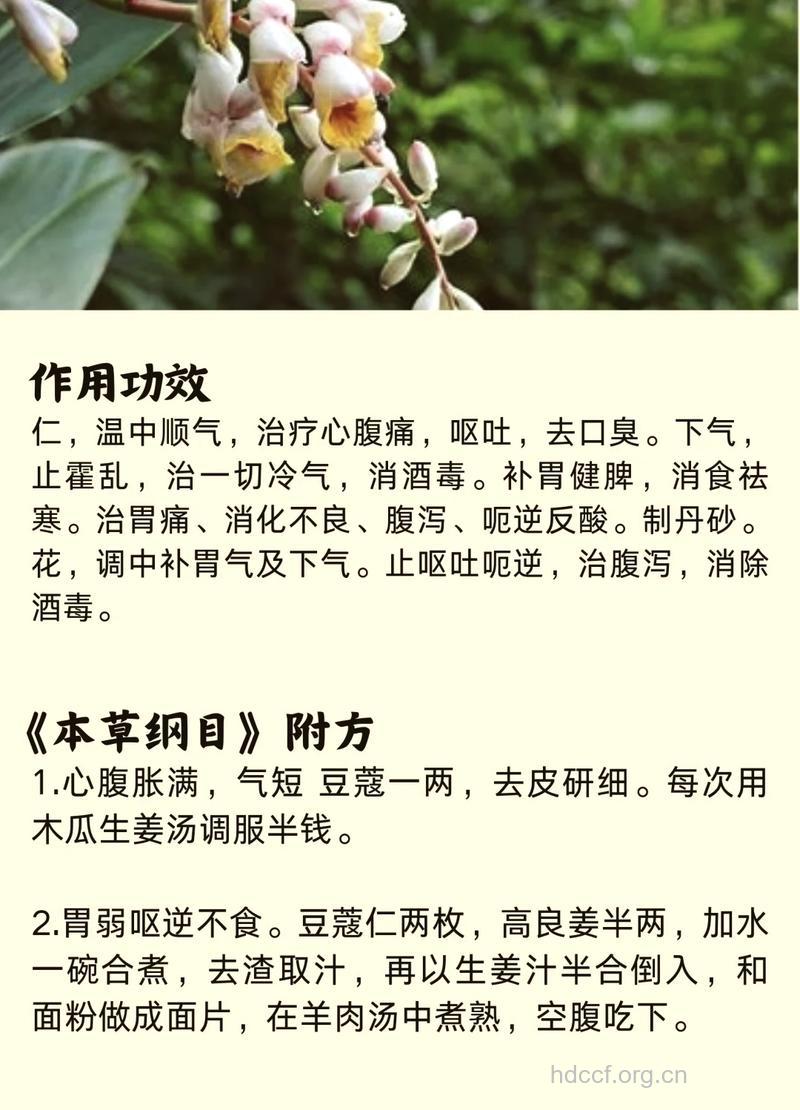 香豆蔻的功效与作用