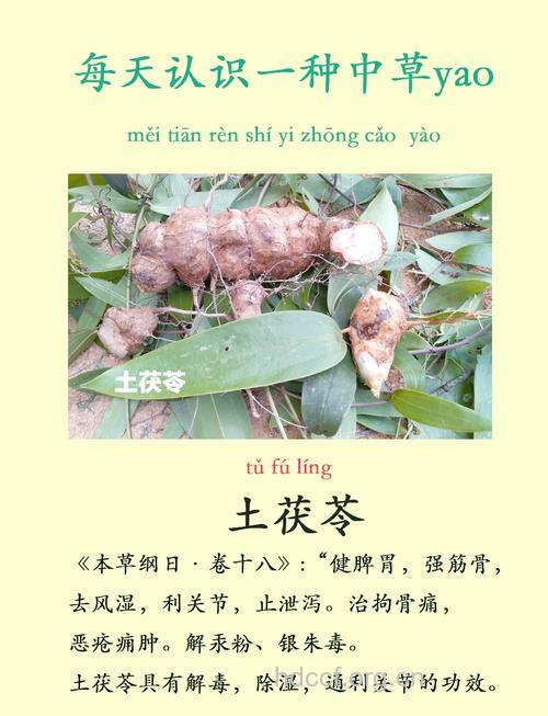 茯苓有哪些药物作用