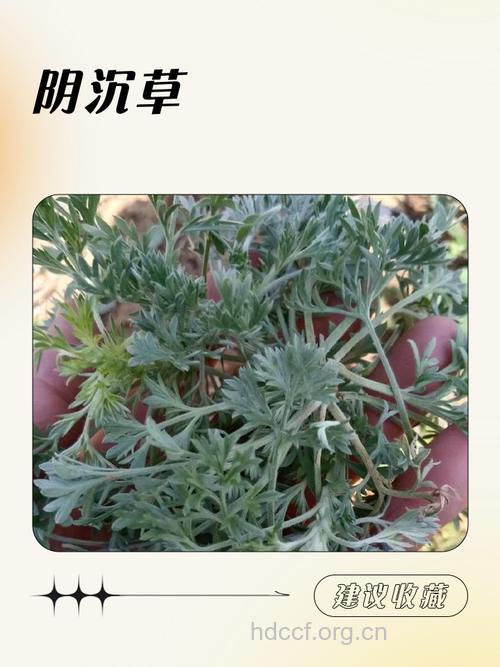 阴（句黾）的功效与作用