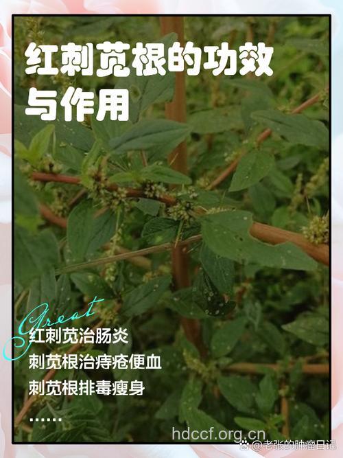 苋根的功效与作用