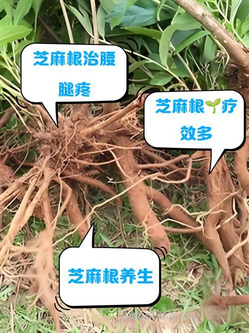 野芝麻根的功效与作用