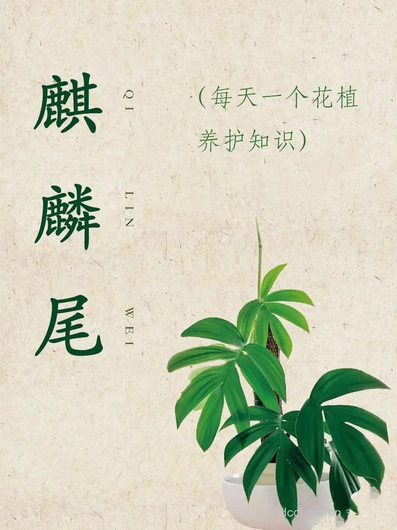 麒麟尾的功效与作用