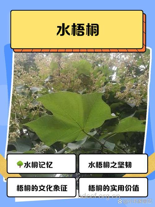 水桐木的功效与作用