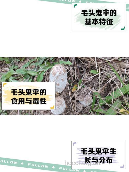 毛鬼头伞的功效与作用
