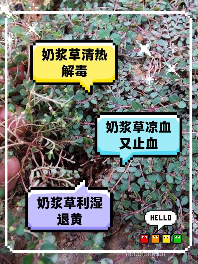 牛奶浆草的功效与作用