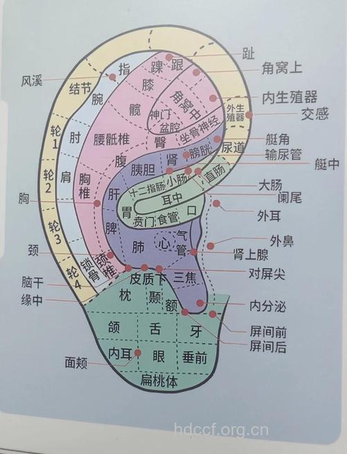 耳穴保健 如何找对关键点