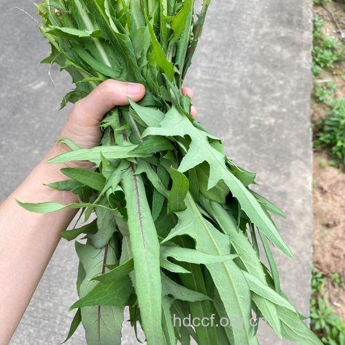 山莴笋的功效与作用