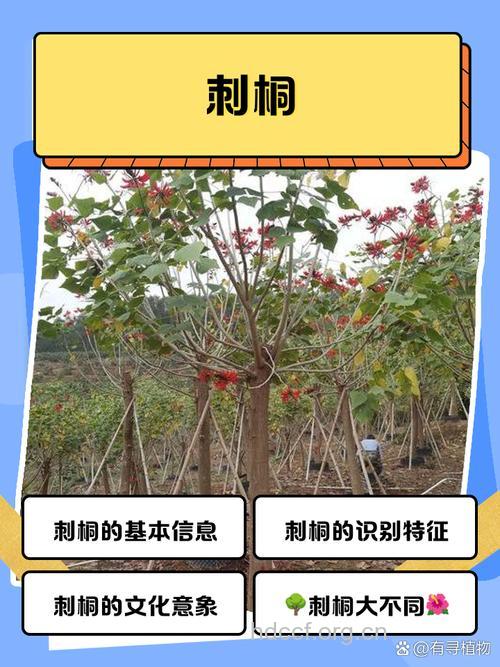 乔木刺桐的功效与作用