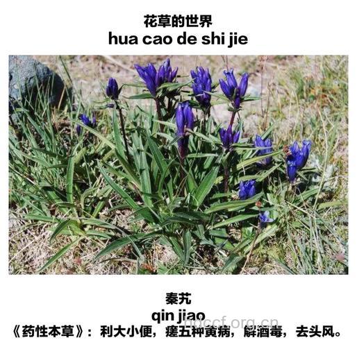 西北莸的功效与作用