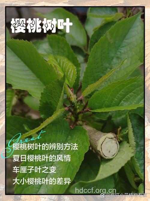樱桃叶的功效与作用