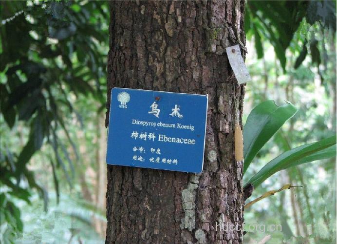 乌木屑的功效与作用