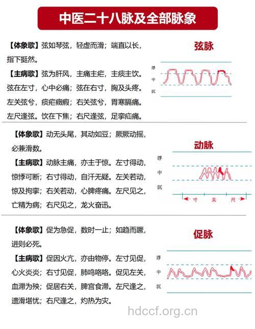 中医诊脉 28种脉象可以分为几大类？