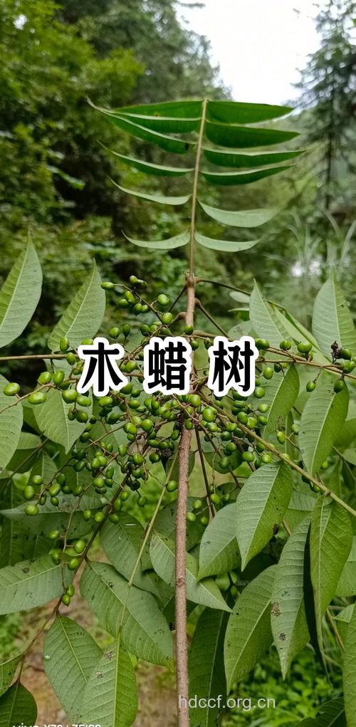 木蜡树根的功效与作用