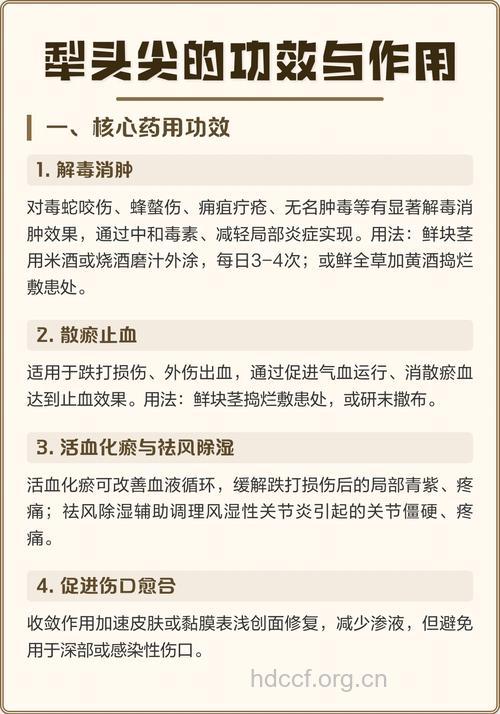 犁头尖的功效与作用