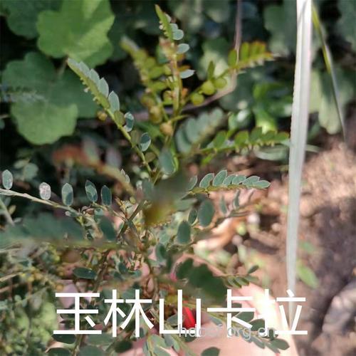 龙珠根的功效与作用
