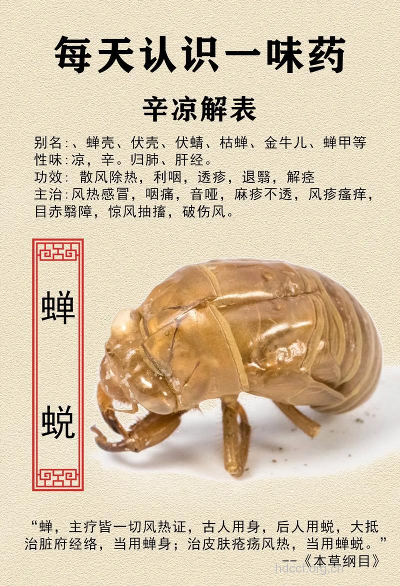 蚱蝉的功效与作用