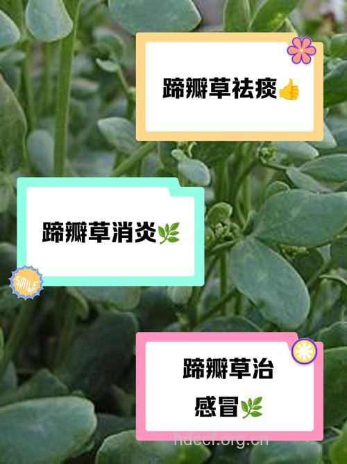 骆驼蹄瓣的功效与作用