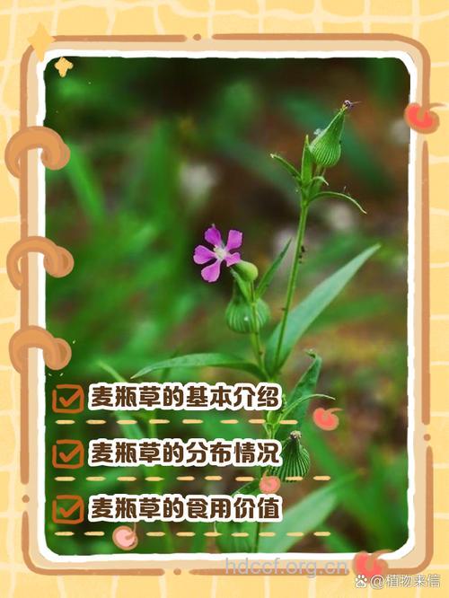 麦瓶草的功效与作用