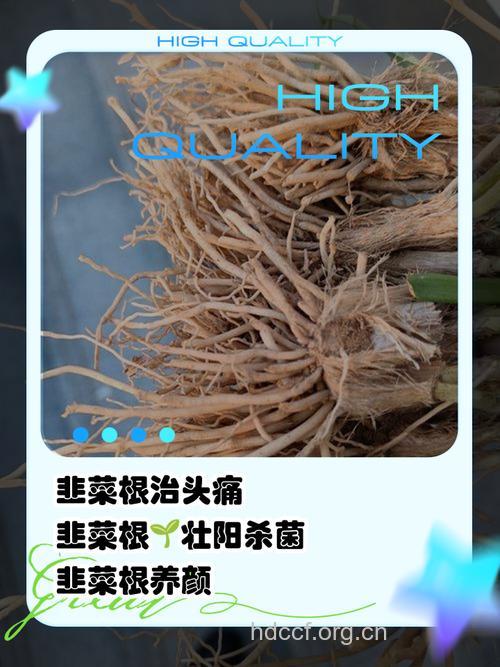 韭根的功效与作用