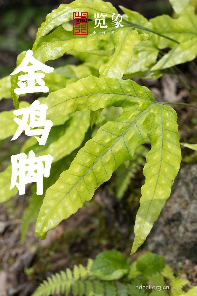 金鸡脚的功效与作用